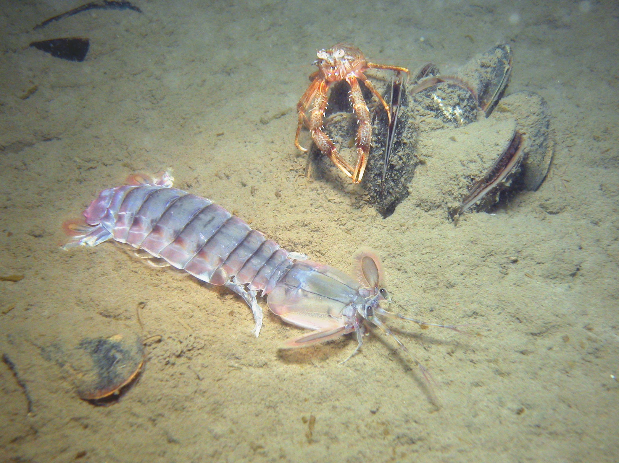 Представитель Семейства Nannosquillidae